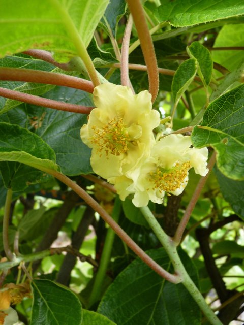 Actinidia deliciosa fleur